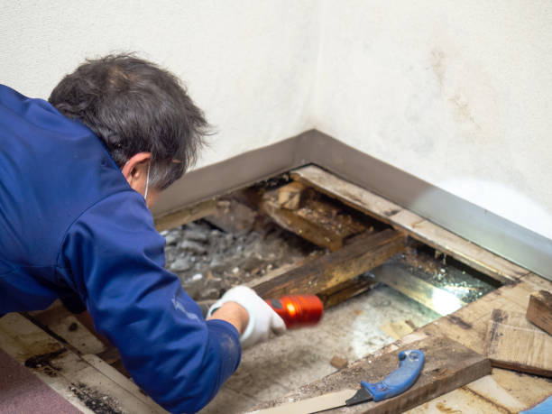 Best Mold Remediation for Specific Building Types in Punta Gorda, FL