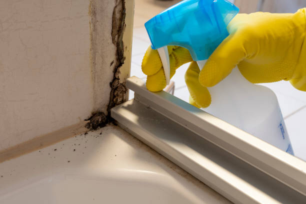 Best Bathroom Mold Remediation in Punta Gorda, FL