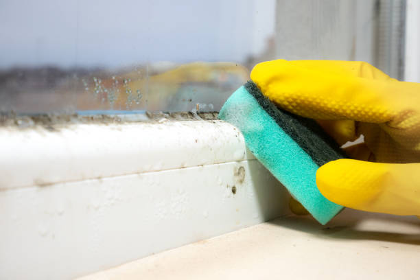 Best DIY Mold Remediation Support Services in Punta Gorda, FL